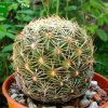 18_ Coryphantha _retusa _01